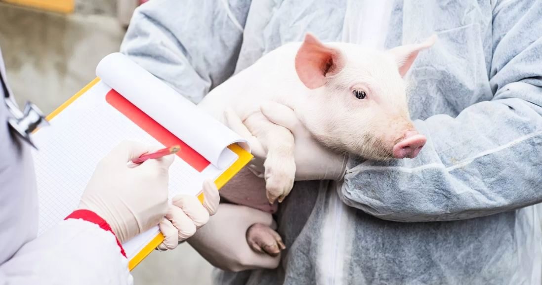 Первая вспышки африканской чумы свиней зарегистрирована в Южной Корее
