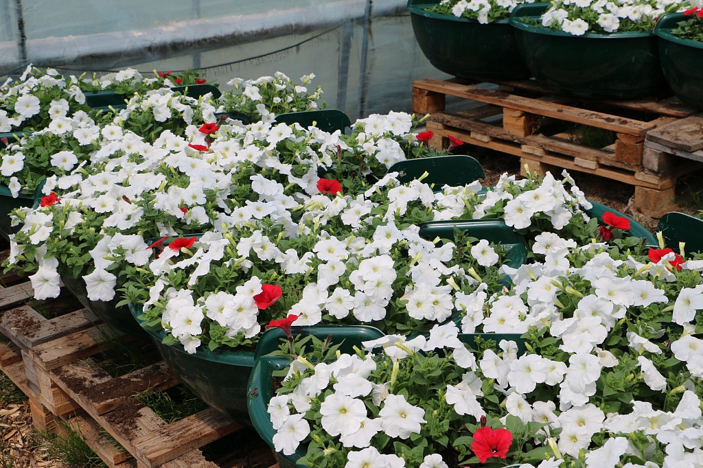 К Дню города в Хабаровске высадят полмиллиона цветов