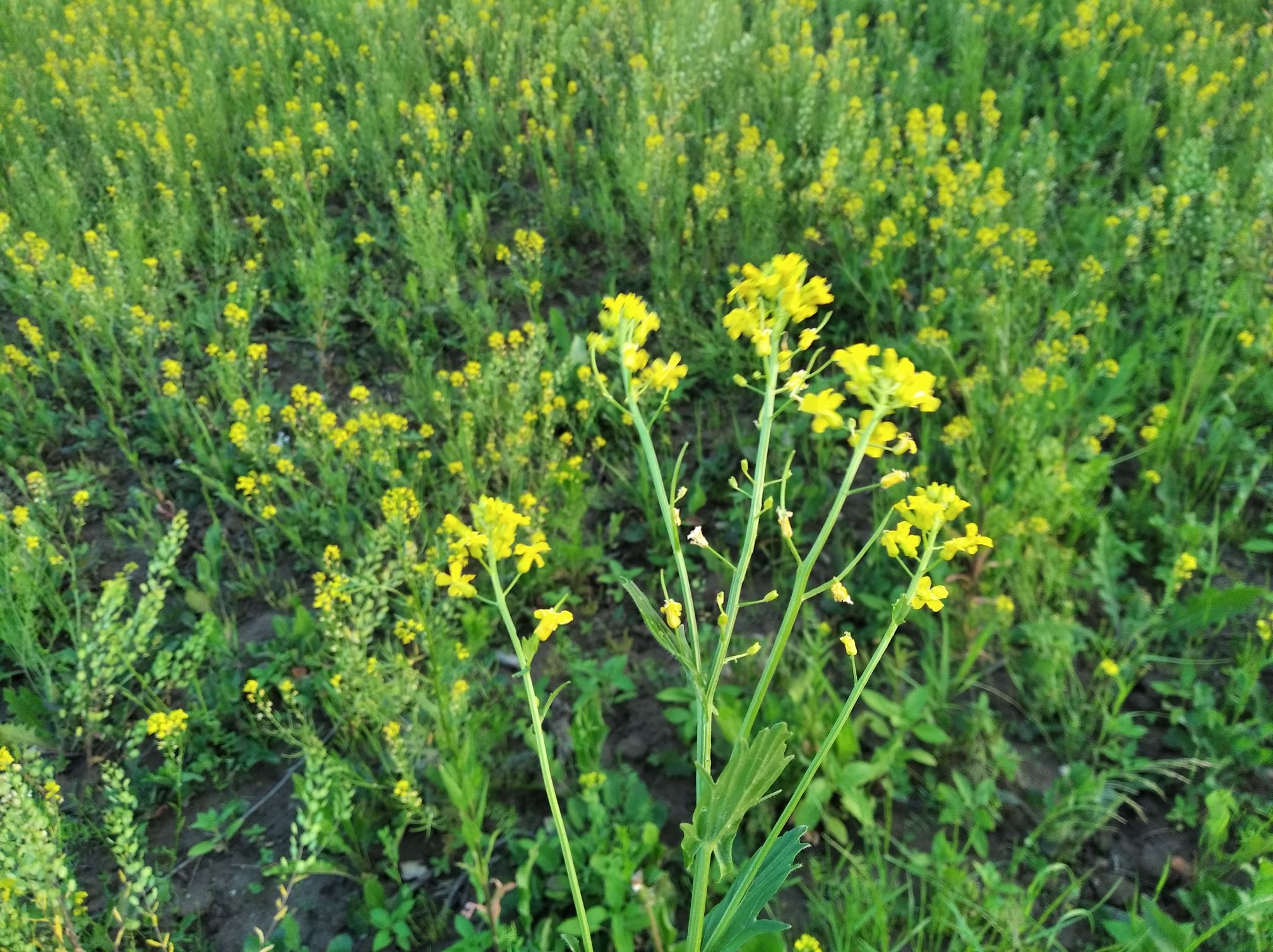 Сурепка Обыкновенная – Telegraph