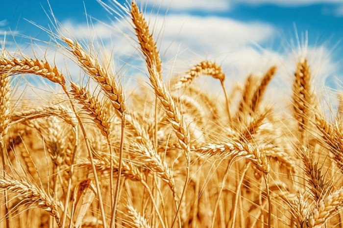 ВТБ опровергает влияние на стоимость пшеницы в РФ