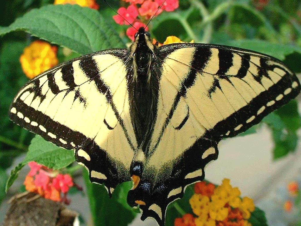 Бабочка махаон описание. Махаон бабочка Удмуртия. Бабочка Кардинал Махаон. Бабочка Махаон красная. Papilio rutulus бабочка.
