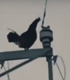 La chispa del gallo