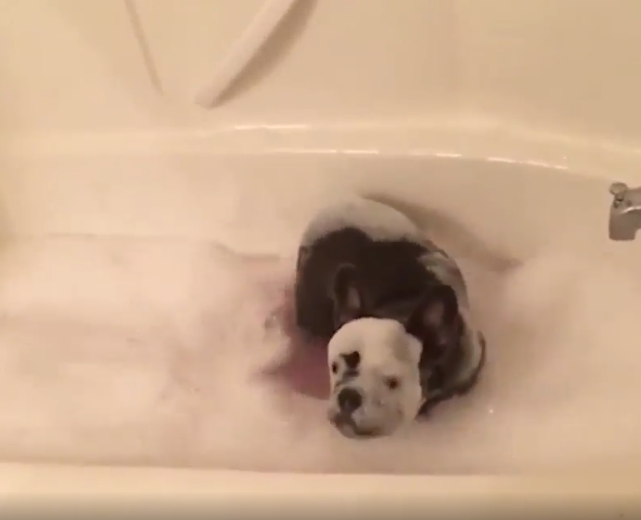 Cuando le llega la hora del baño a tu perro
