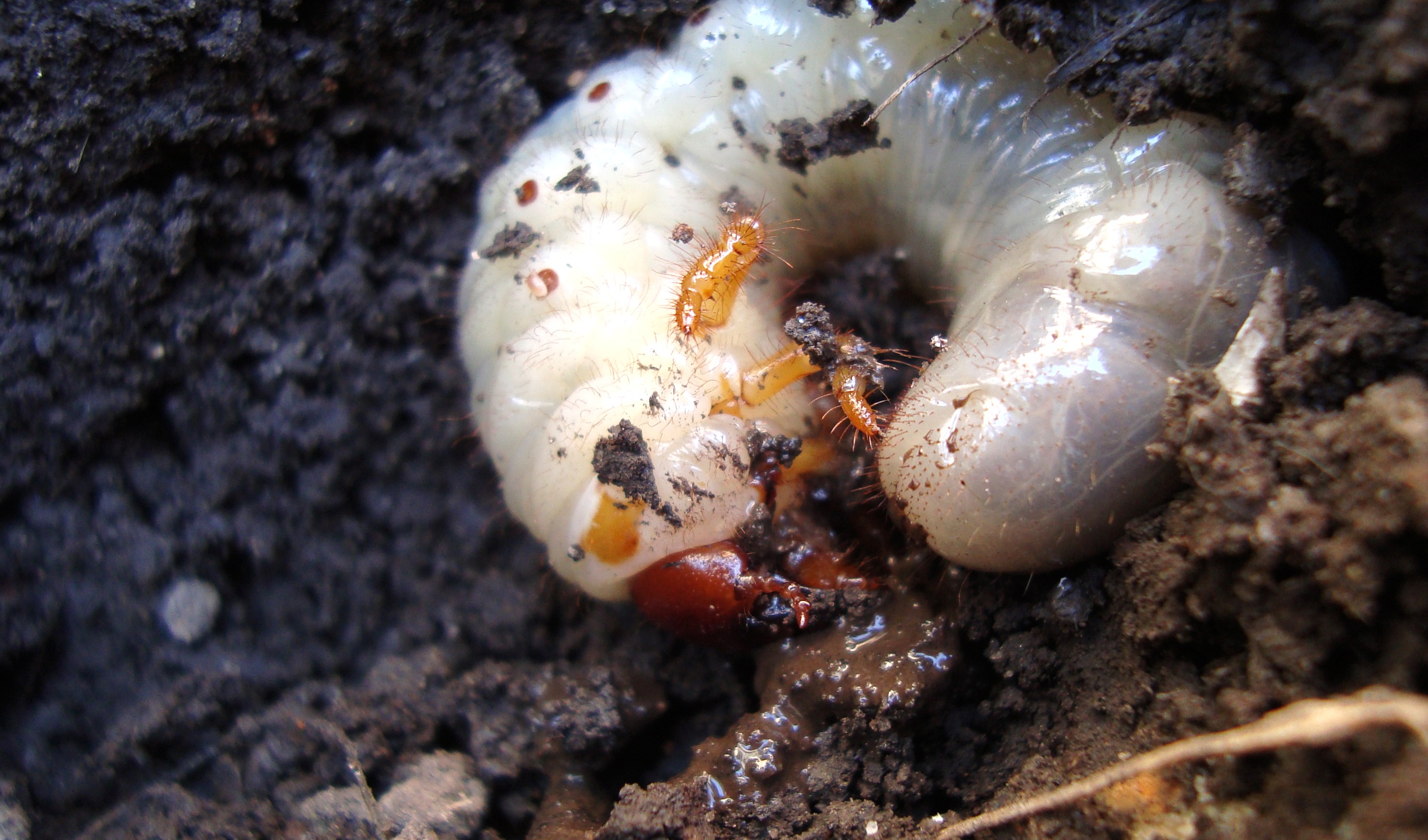 Личинка майского жука почвенная