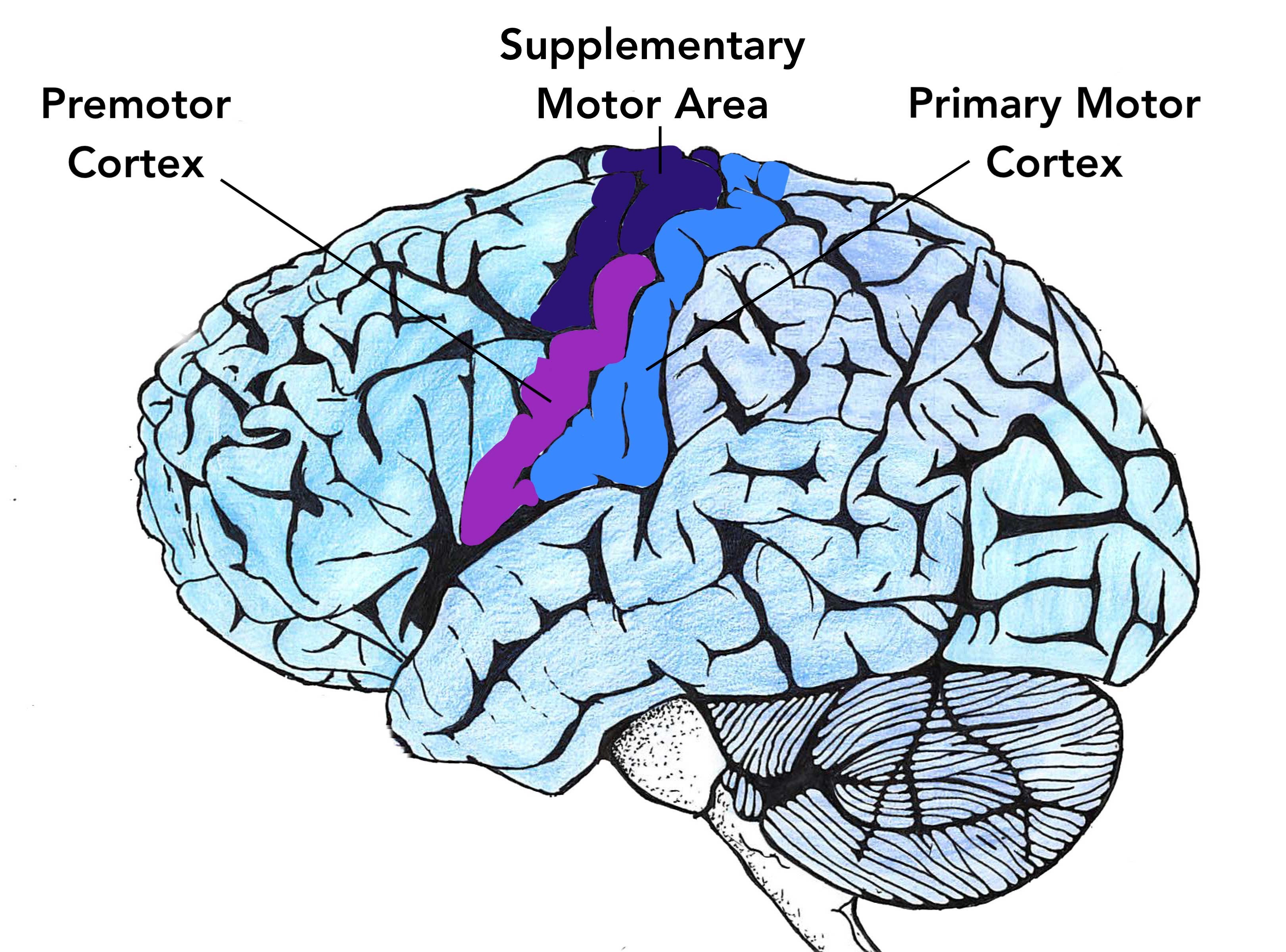 Двигательная зона коры мозга. Моторная зона головного мозга. Двигательная область коры головного мозга.
