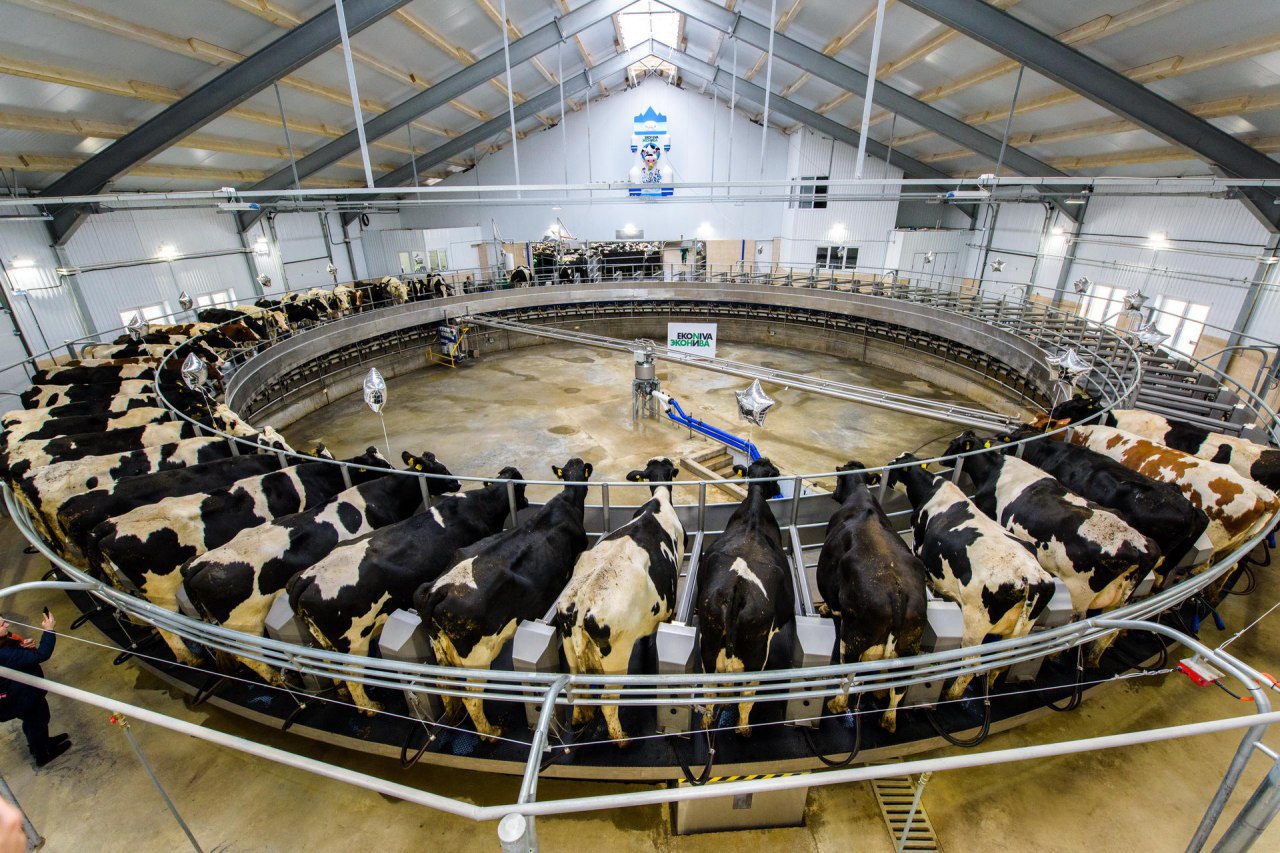 «ЭкоНива» за 9 месяцев увеличила производство молока на 57%, до 550 тыс. т