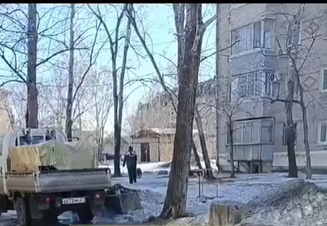 В Хабаровске начали отстреливать бездомных животных