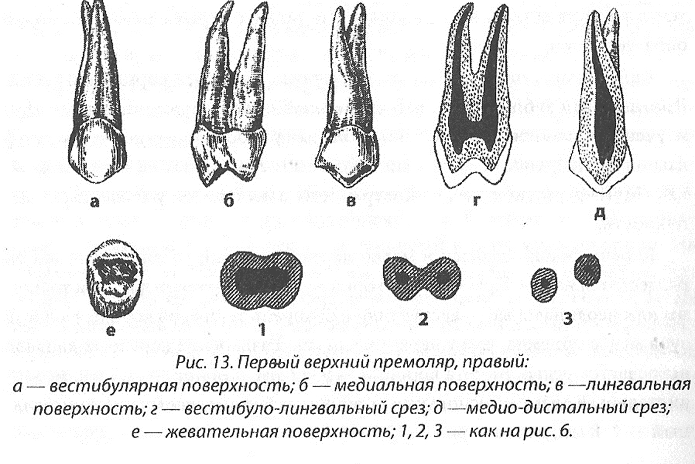 Премоляры и моляры предназначены для у млекопитающих. Второй премоляр верхней челюсти анатомия. 2 Премоляр нижней челюсти. 1 Премоляр нижней челюсти. Зубы строение анатомия премоляров верхней челюсти.
