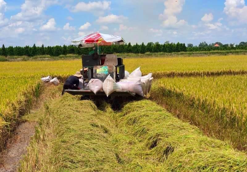 Цены на рис во Вьетнаме остаются самыми высокими на мировом рынке