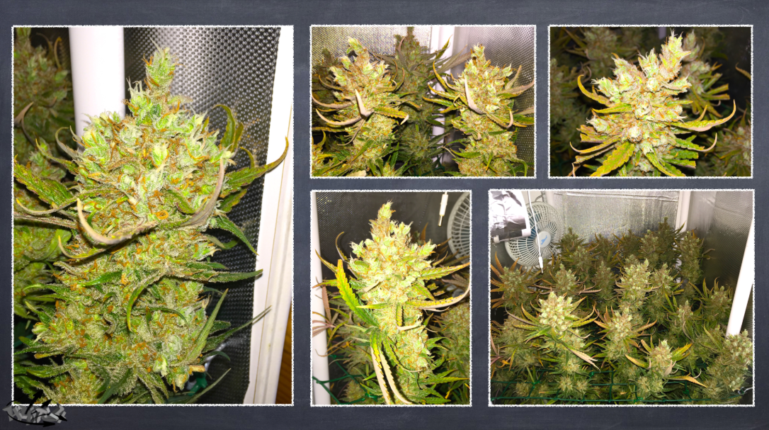 Auto bang. SCROG гидропоника. Big Bang auto GHS. Фото мертвых семян не проросших семян super Lemon Haze Amnesia Lemon auto. Фото не проросших семян super Lemon Haze.