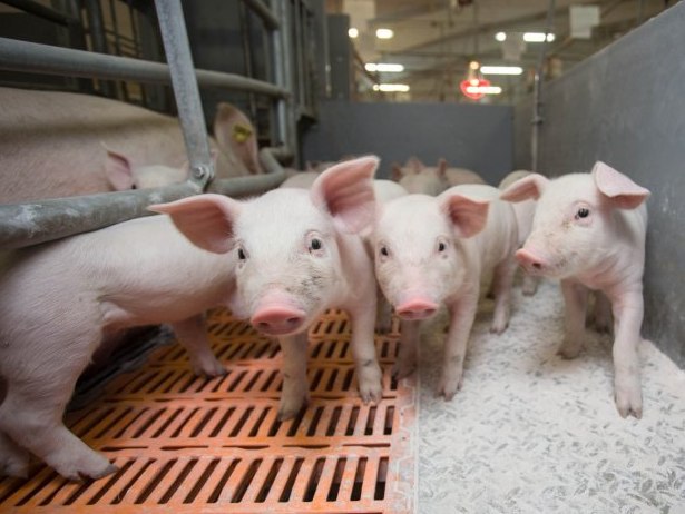 ГК «Агроэко» открыла шестую свиноводческую ферму в Тульской области
