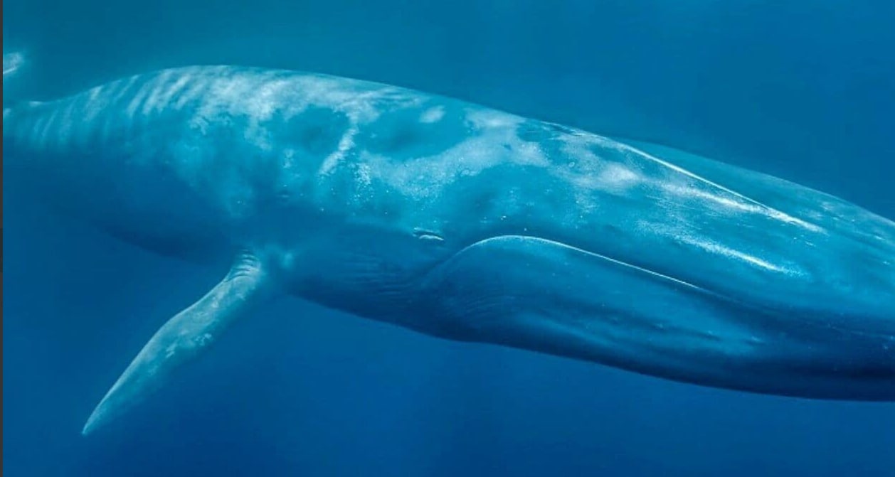 Масса синего кита достигает. Голубой кит Balaenoptera musculus. Синий кит вес. Сколько весит синий кит. Вес китенка синего кита.