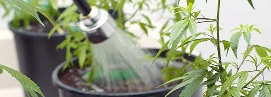 Как и зачем промывать растишку? – Telegraph