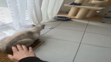 Asustando al lindo gatito