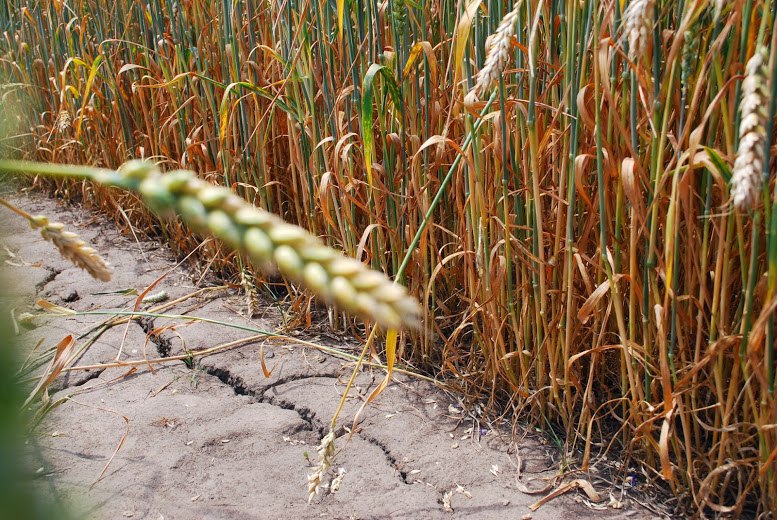 Урожай зерна в Забайкалье из-за летней засухи снизился на 43%