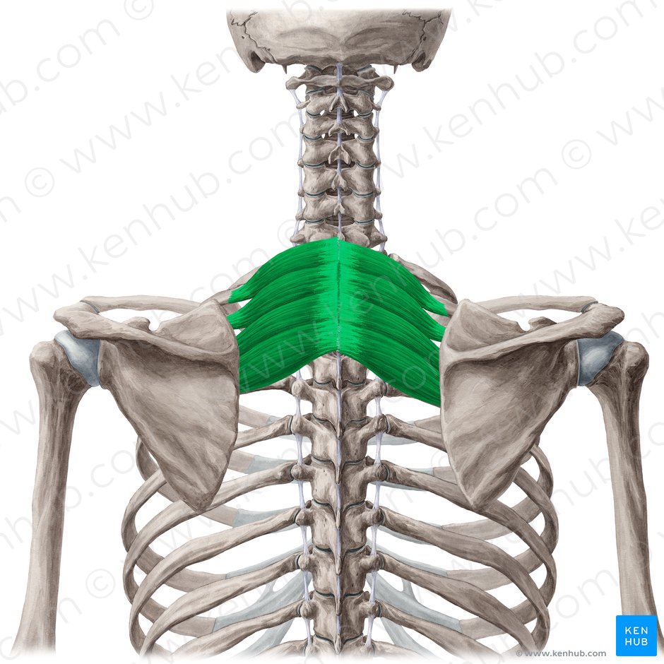 Задняя зубчатая мышца. Serratus posterior Superior мышца. Мускулюс Серратус. Мускулюс Серратус Антериор. M serratus posterior Superior.