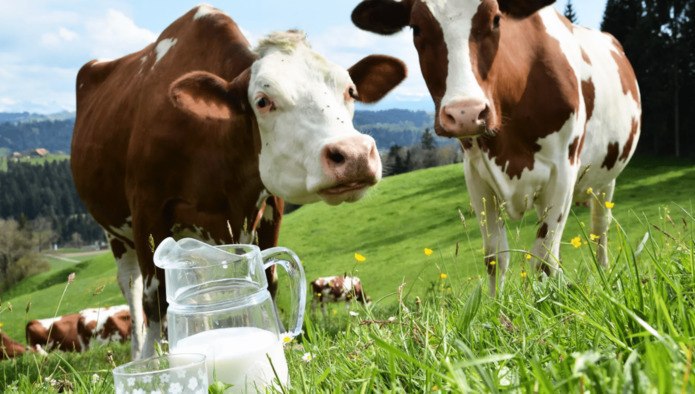 Субсидия на поддержку молочного скотоводства может быть получена по двум направлениям, если цель ее использования разная