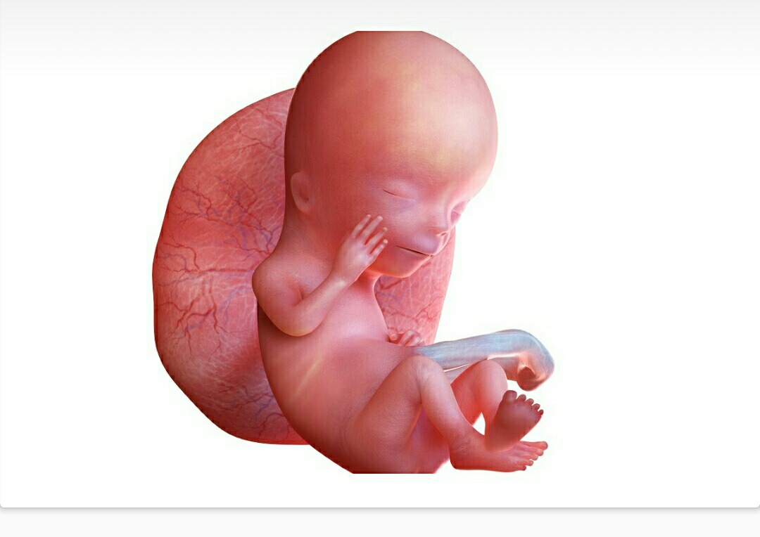 Тг канал беременные. 16 Недель беременности фото малыша.