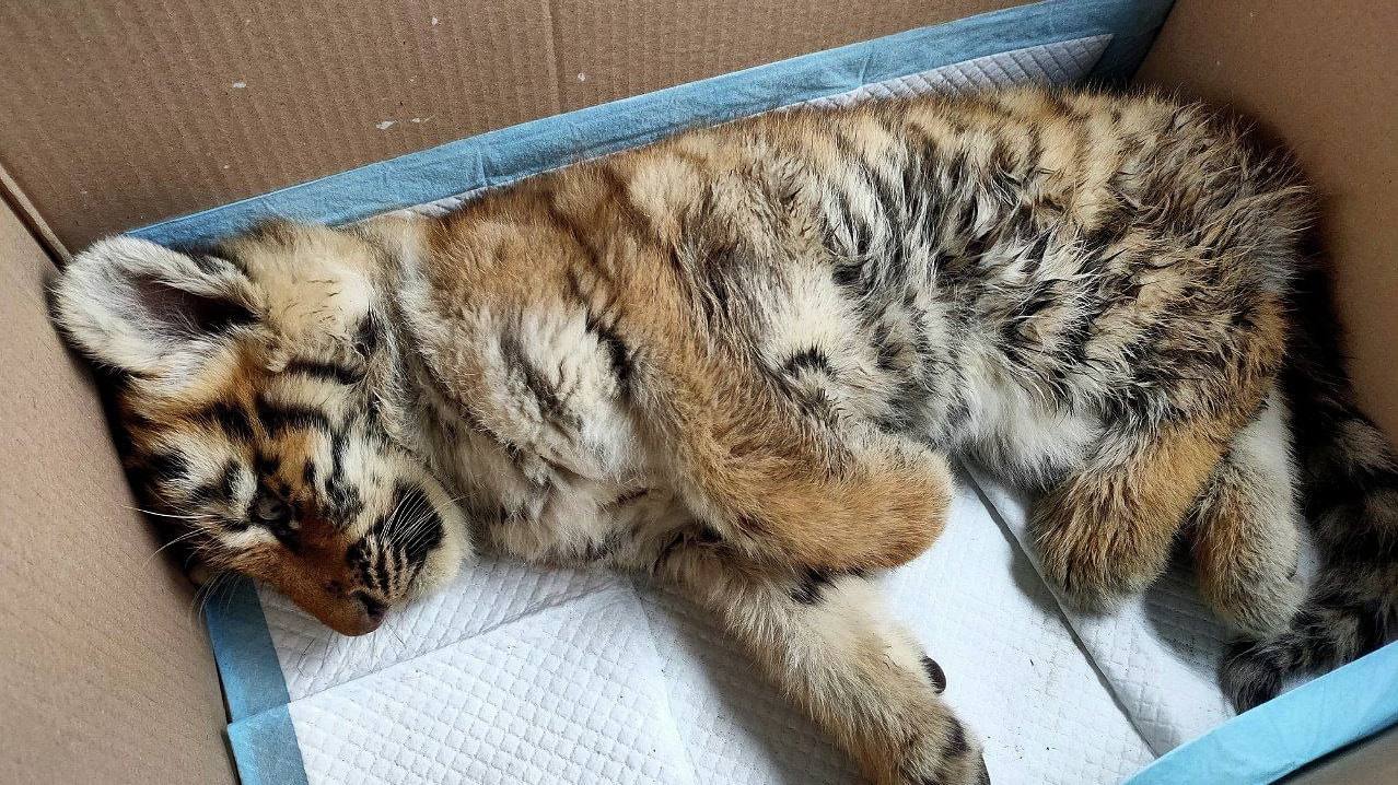 Судьбу спасенного тигрёнка решат в Москве