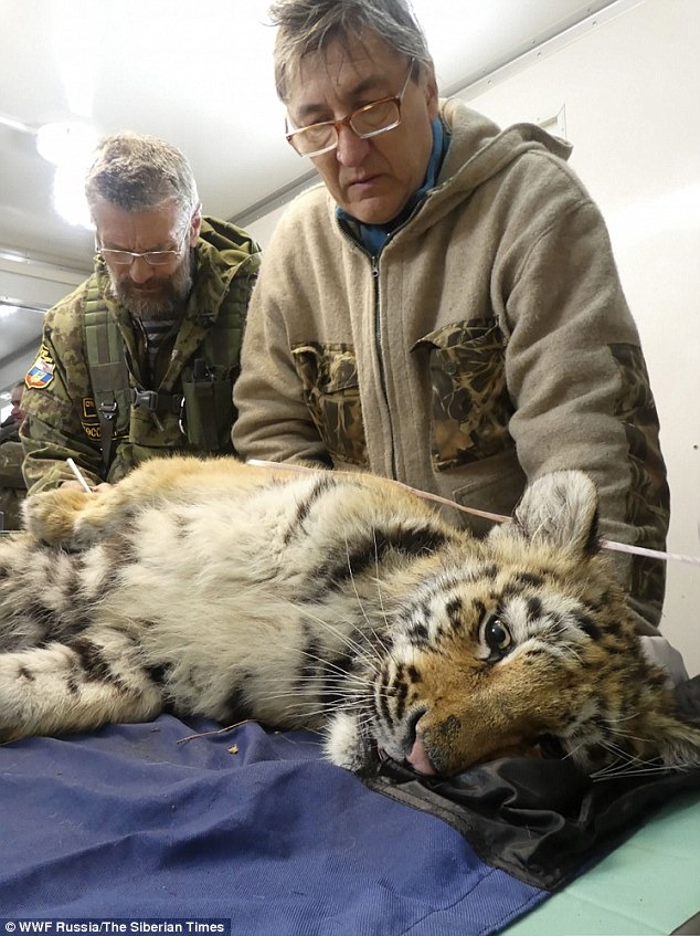 Сколько осталось тигров. Павел Фоменко WWF. Спасение амурских тигров. Защита Амурского тигра.