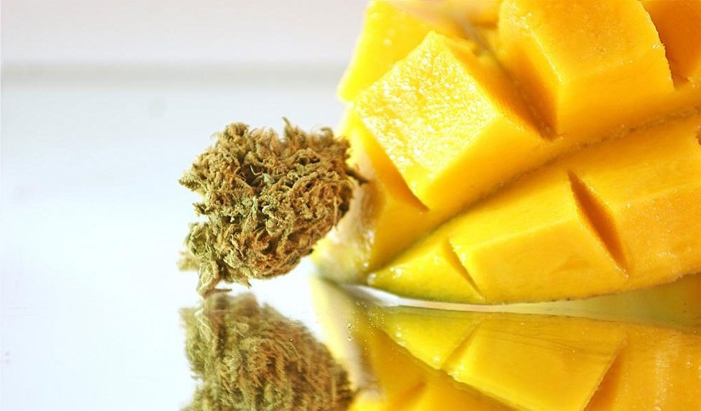 манго усиливает эффекты марихуаны
