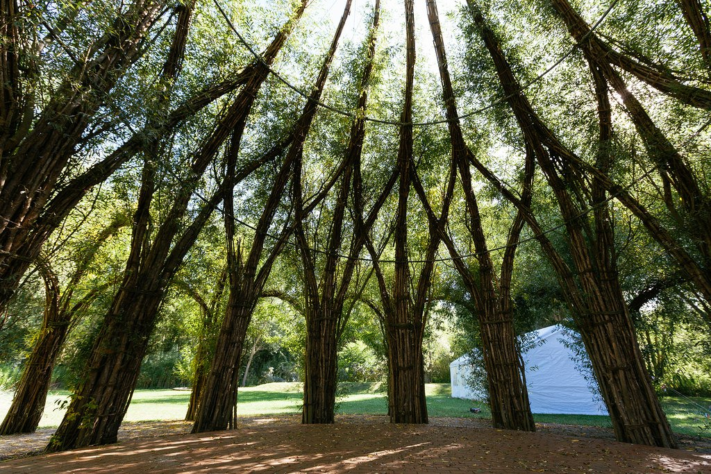 Living tree. Baubotanik. Iga Park Rostock. Baubotanik Tower. Архитектура из живых деревьев.