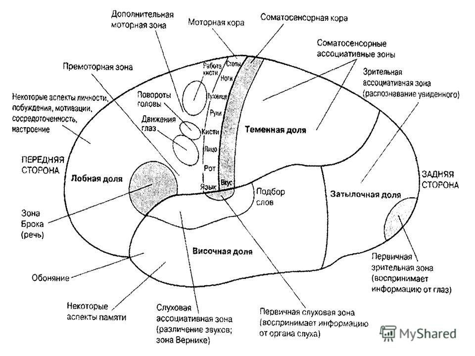 Первичные зоны мозга