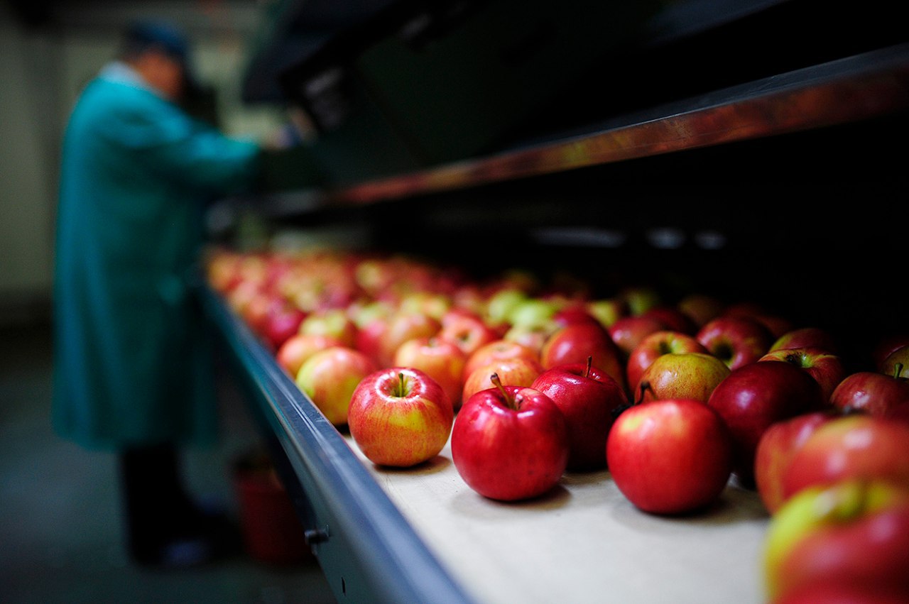 Российские садоводы просят ужесточить контроль белорусских яблок