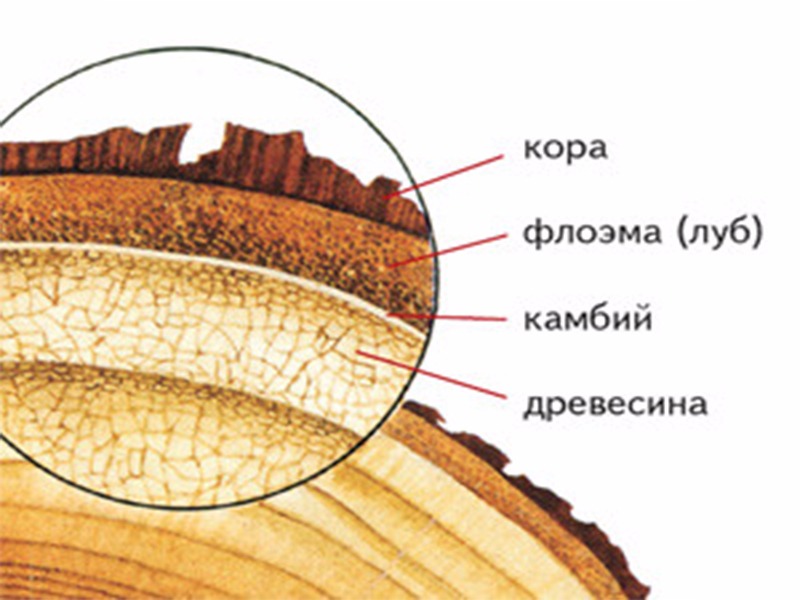 К какой ткани относится луб