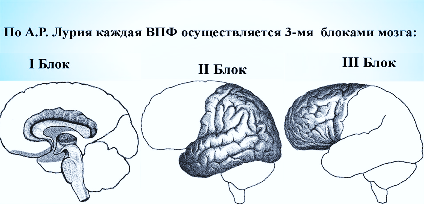 Центр лурия отзывы. Блоки мозга по Лурия с картинками. Функциональные блоки мозга по а.р Лурия. Функциональные блоки Лурия. 1 2 3 Блоки мозга по а.р Лурия.