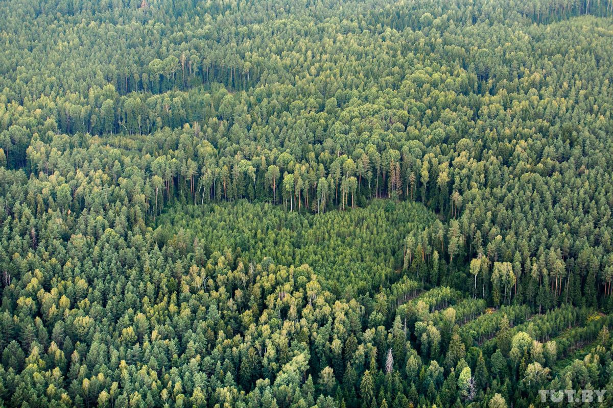 Самая большая территория леса. Белоруссия Лесной массив еловый. Беловежская пуща сверху. Беловежская пуща с высоты птичьего полета. Беловежская пуща вид сверху.