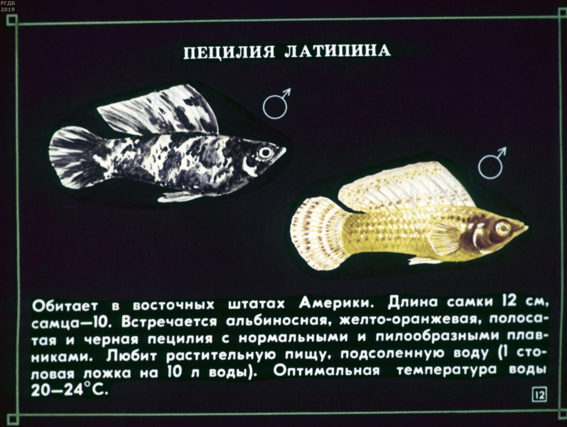 Содержание рыб. Введение об аквариумных рыбках. Нягань аквариумные рыбки. Размеры аквариумной рыбы s m.