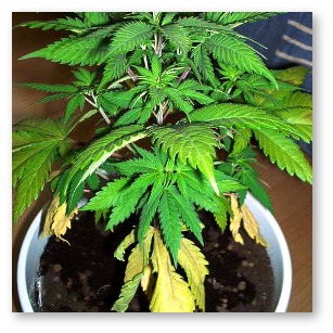 cannabis nitrogen deficiency