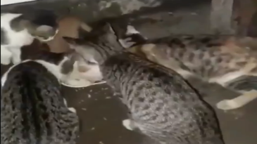 Gatos comiendo con un invitado especial