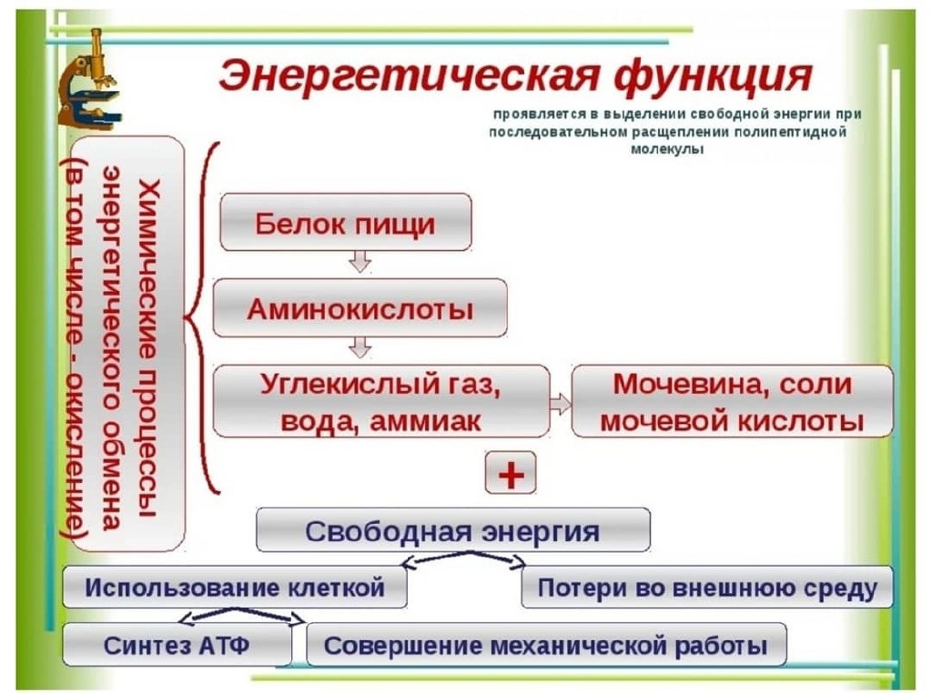 Энергетическая функция. Энергетическая функция белка. Энергетическая функция белков примеры. Энергетическая функция проявляется в.