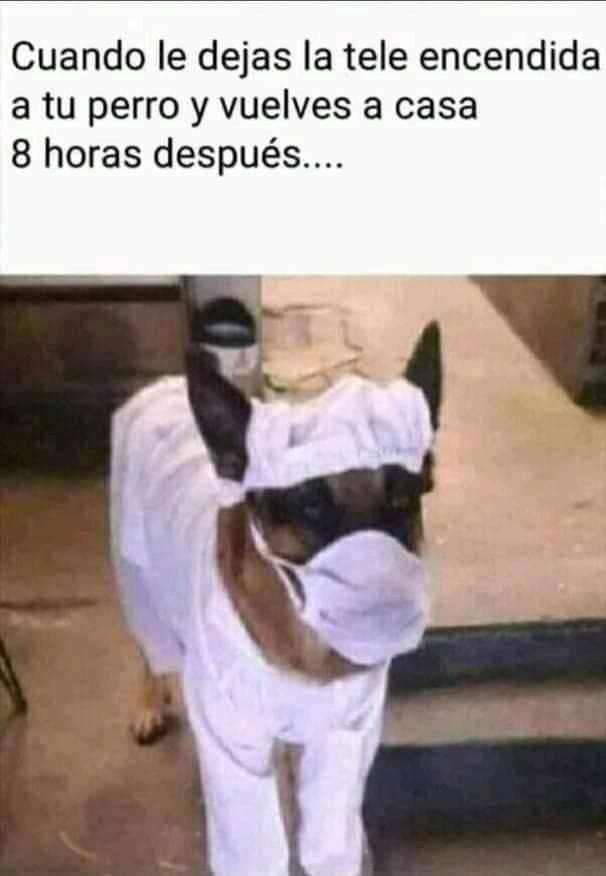 Cuando tu perro ve mucha tele