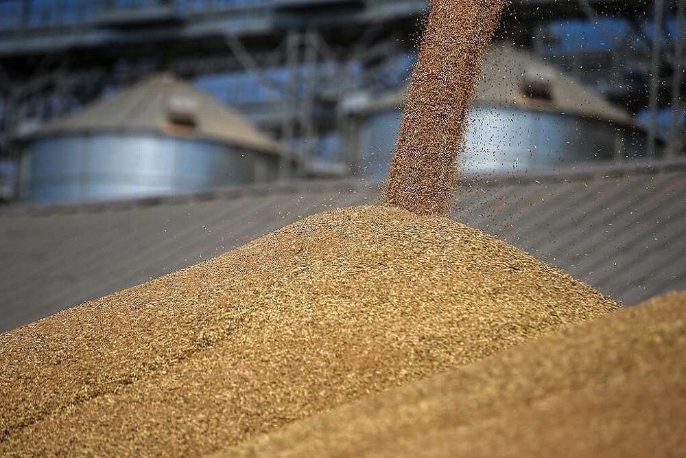 В первый день интервенций продали больше половины выставленного на торги зерна