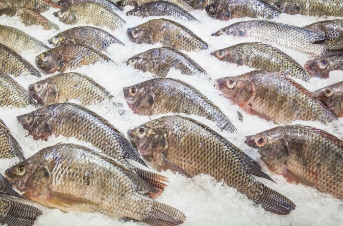 Производитель «растительного мяса» Impossible Foods начал разработку «соевой» рыбы