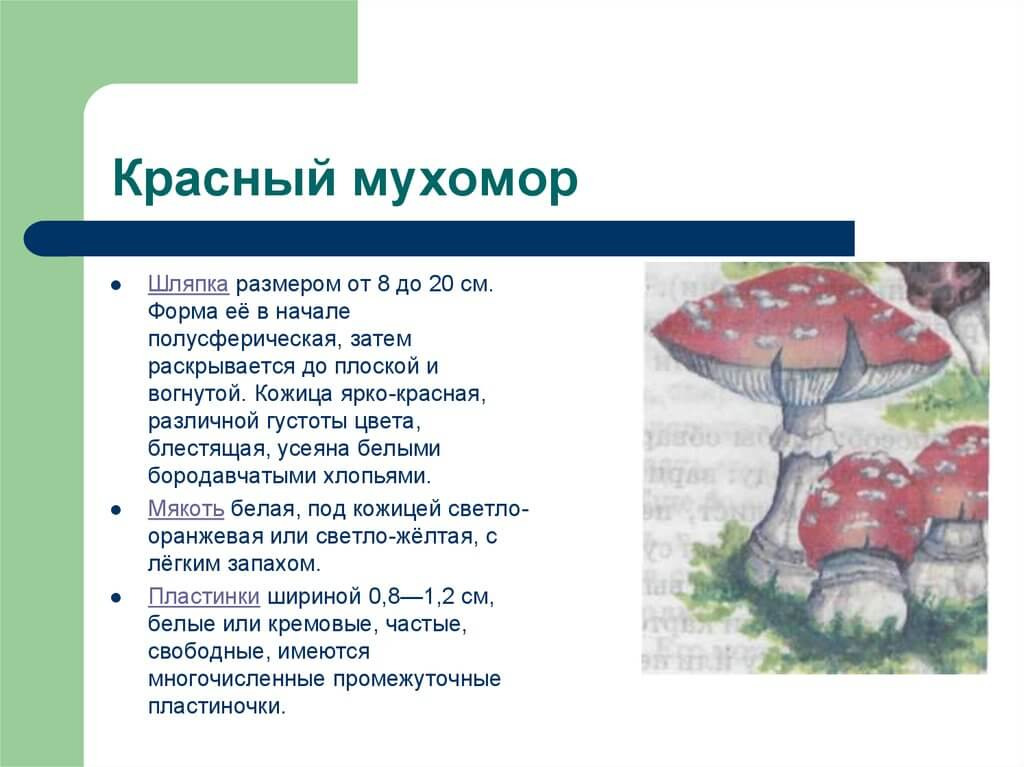 Черты приспособленности к среде мухомора красного. Систематика мухомора красного. Тип питания мухомора красного. Классификация мухомора красного. Мухомор красный с маленьким описаниям.