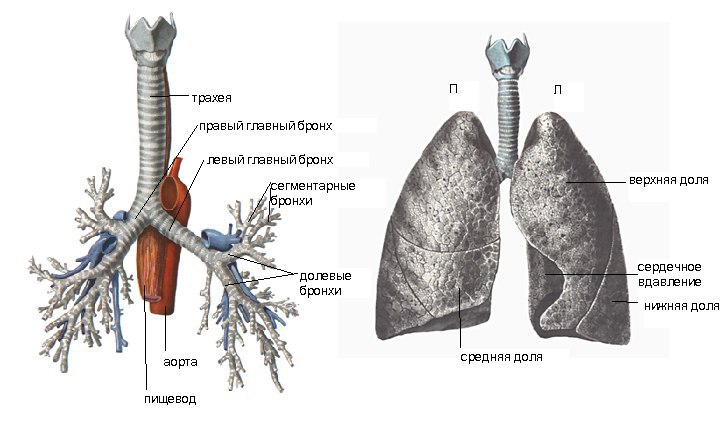 Схема строения легких