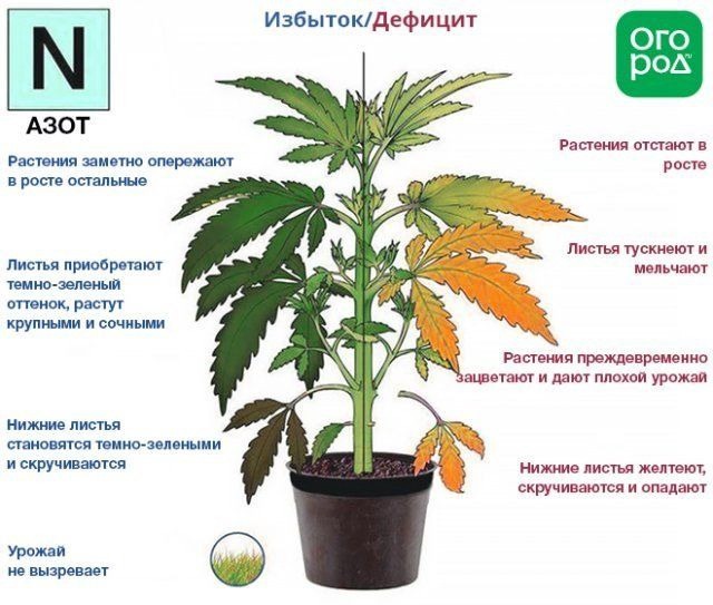 hemp nitrogen cannabis