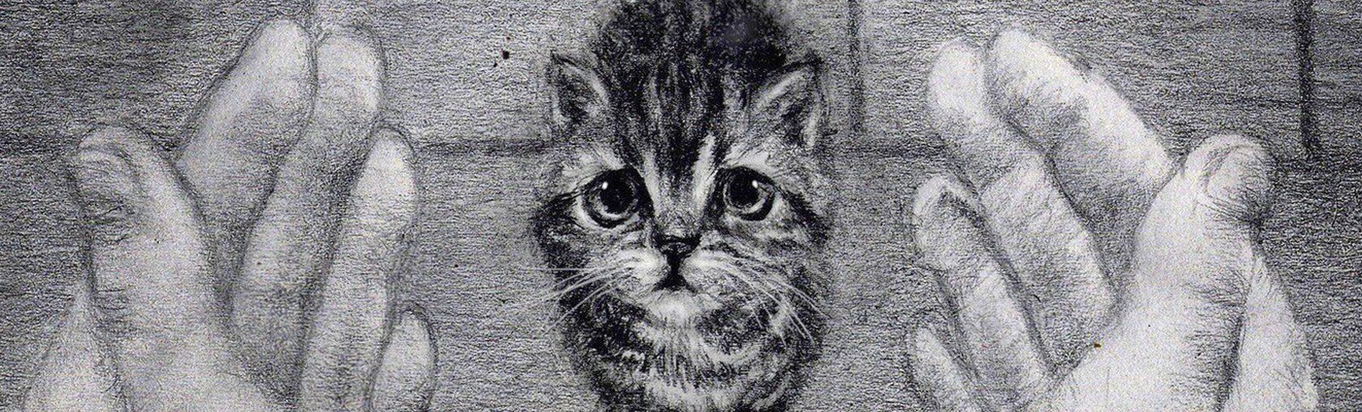 Плакат бездомные коты