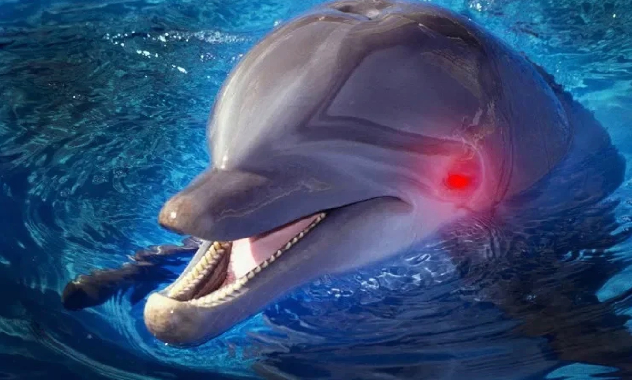 Злые дельфины
