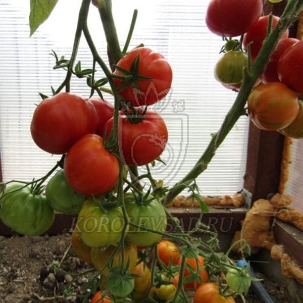 Томат бред гейтс. Томат динс брэд гейтс. Томат гном бред гейтс. Зеленый тюльпан томат. Томат dean's brad gates.