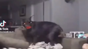 Tu perro cuando rompe algo