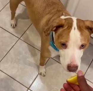 Al perro no le gusta el limón