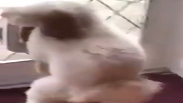 Un perro ayudando al gato atascado