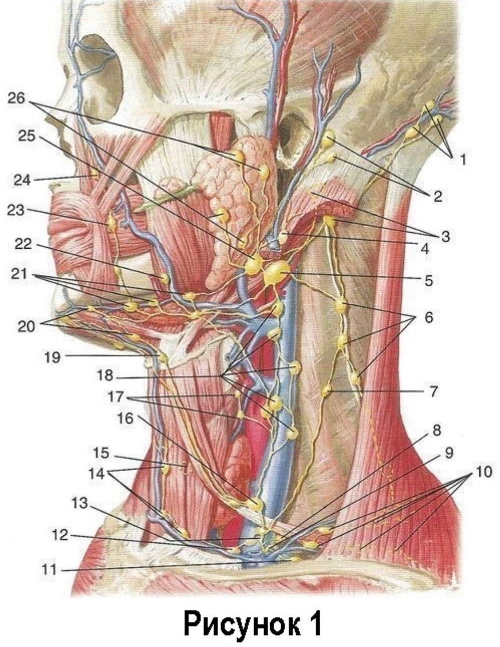 Лимфатическая система головы и шеи анатомия