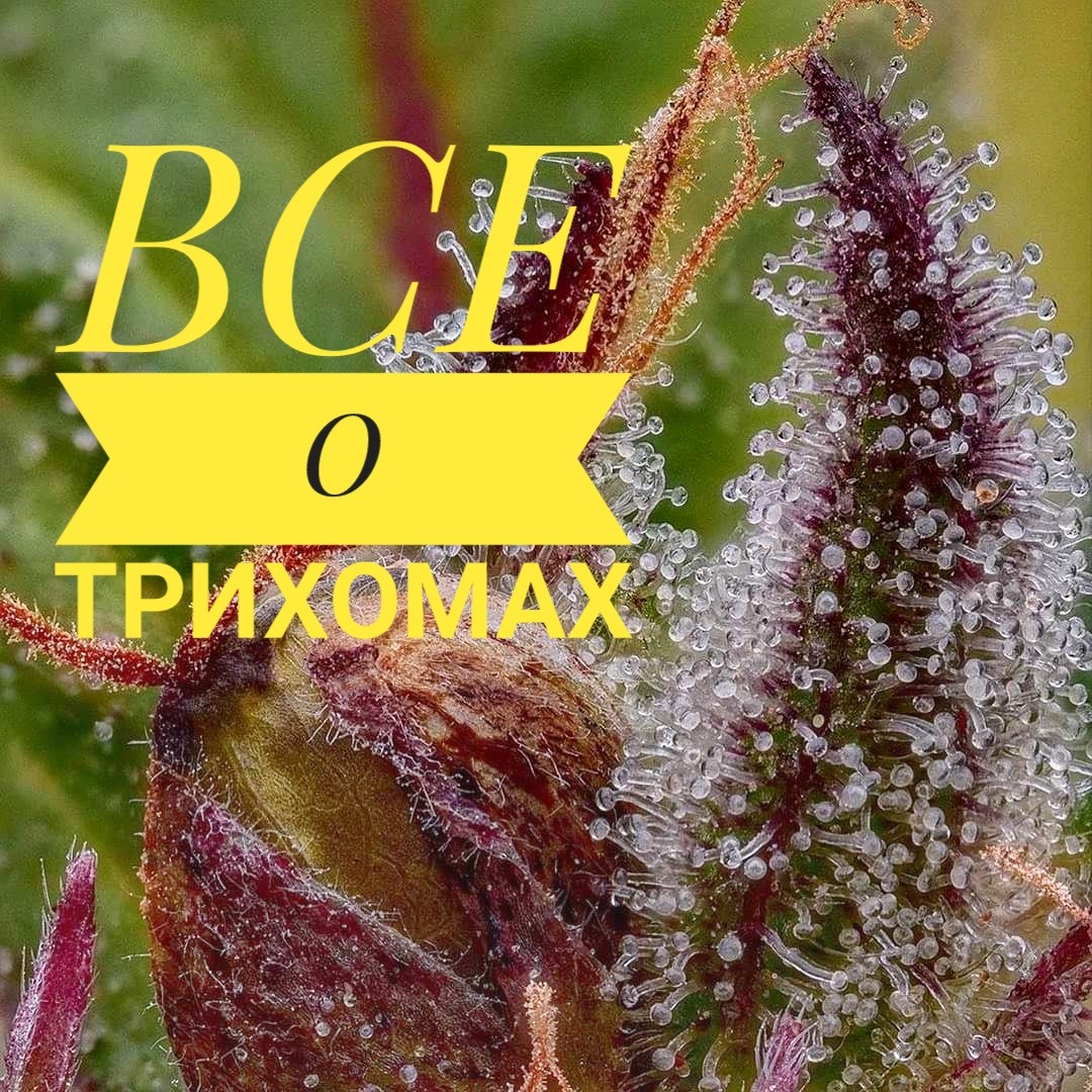 Генератор образования трихом