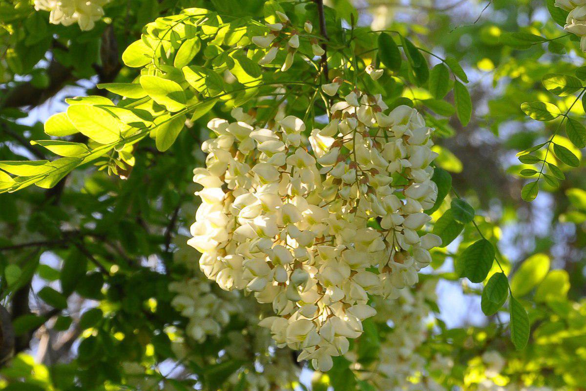 Robinia pseudoacacia рисунок